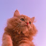 Пеchиво