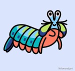 Shrimp mantis